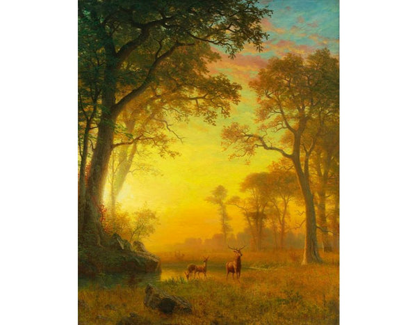 Light in the Forest