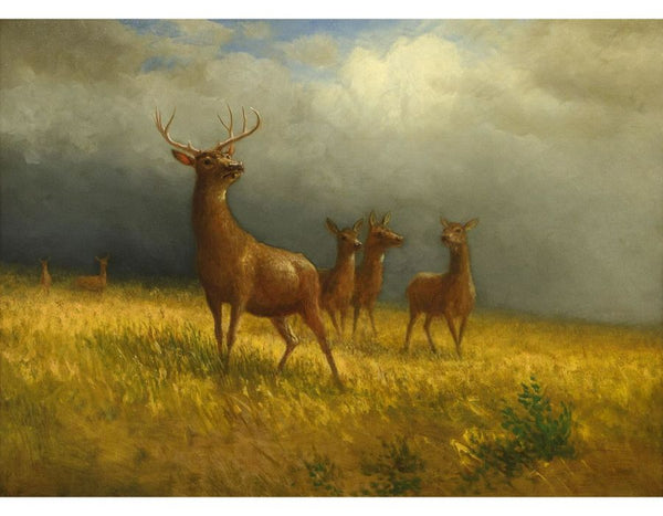 Deer in a Field