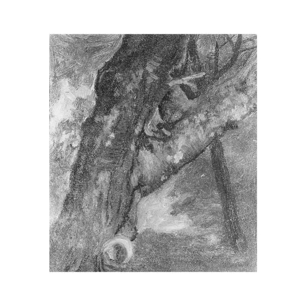 Study Of A Tree