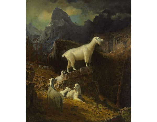 Rocky Mountain Goats