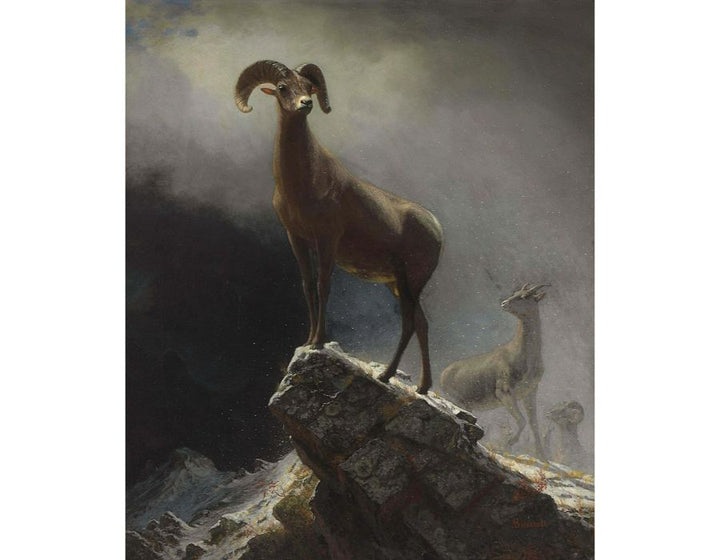 Rocky Mountain Sheep 1