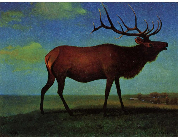 Elk