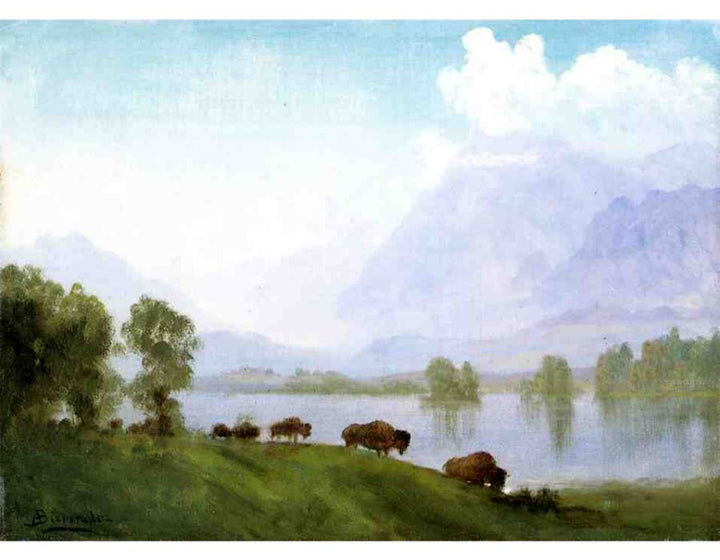Buffalo Country