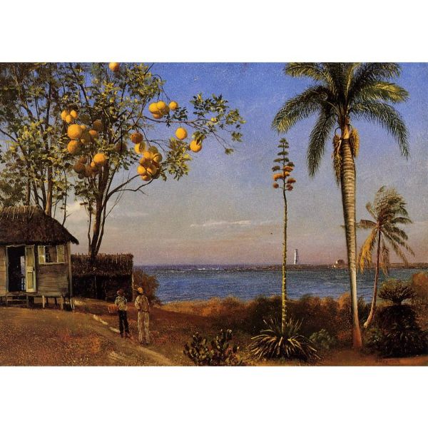 A View In The Bahamas
