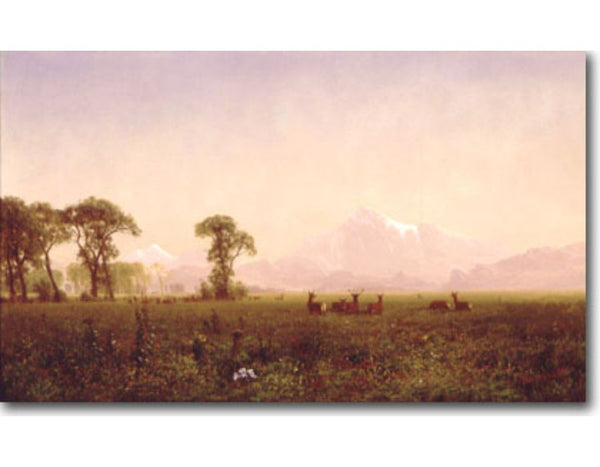 Deer Grazing Grand Tetons Wyoming
