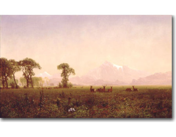 Deer Grazing Grand Tetons Wyoming