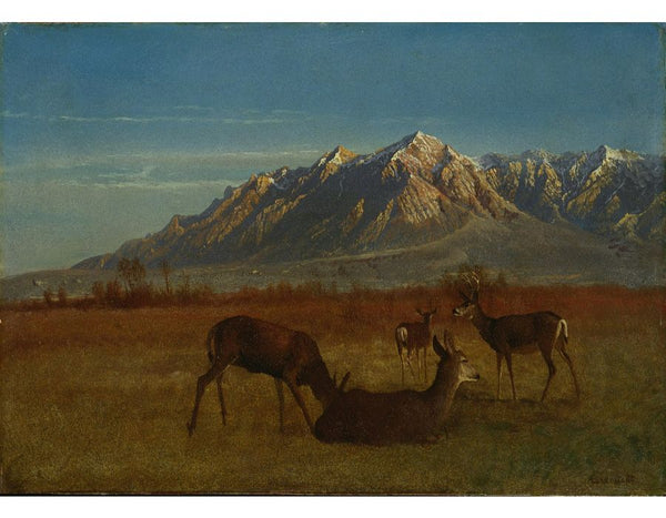 Deer in a Mountain Home