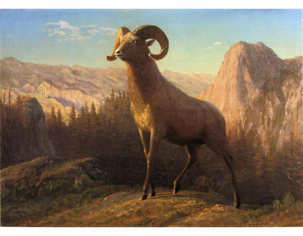 A Rocky Mountain Sheep Ovis Montana