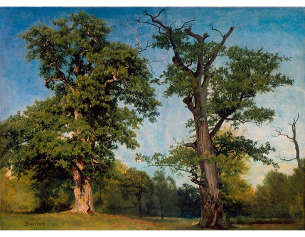 Pioneers Of The Woods