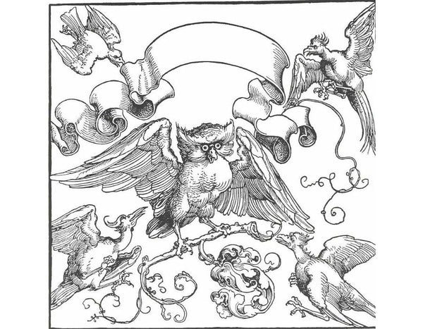 The owl in fight with other birds