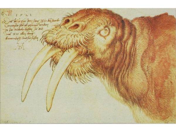 Walrus