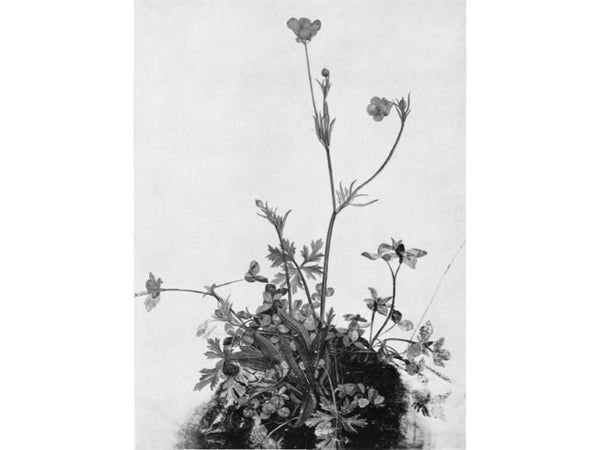 Butter Cups, Red Clover and Plantain