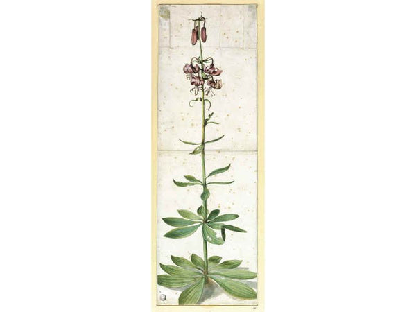 Martagon Lillium