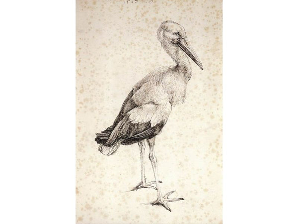 The Stork