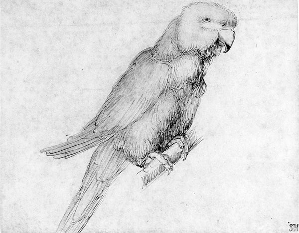 Parrot
