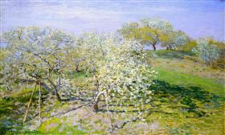 Springtime Aka Apple Trees In Bloom 