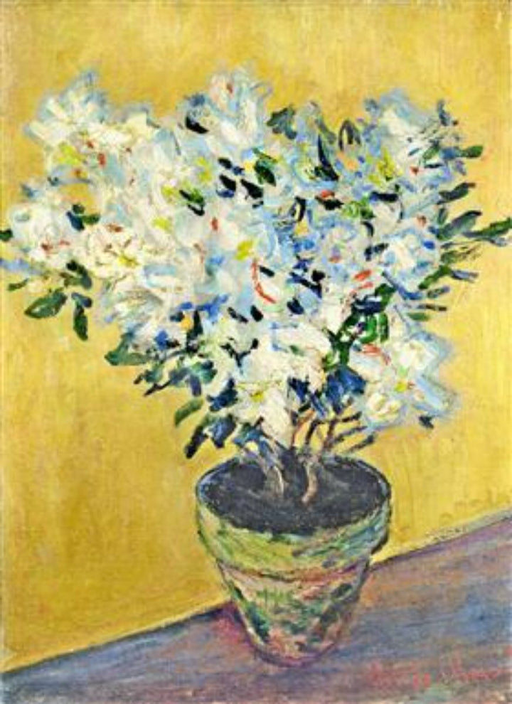 White Azaleas in a Pot 2 