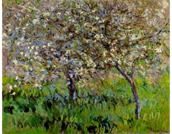 Apple Trees In Bloom At Giverny 