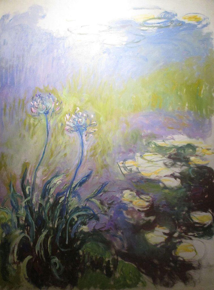 Agapanthus2 