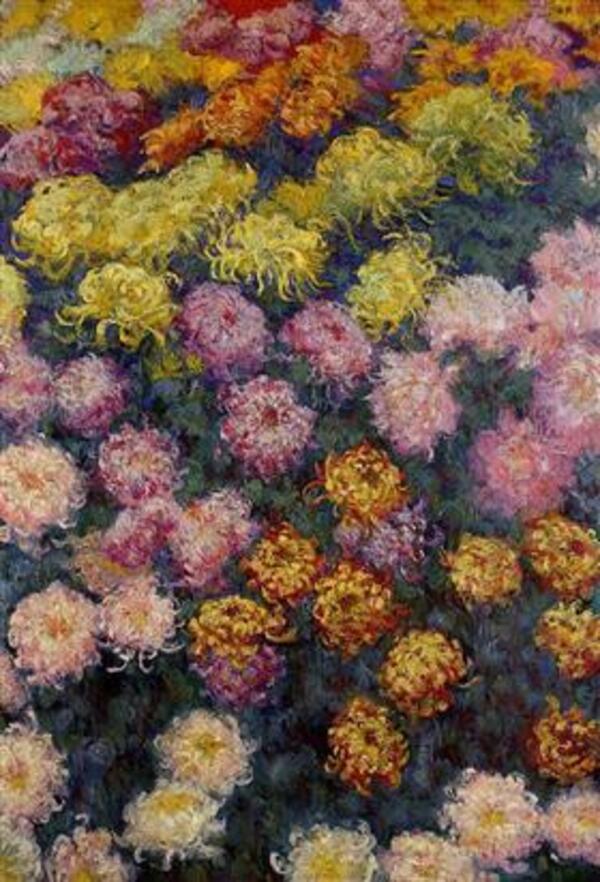 Bed Of Chrysanthemums 