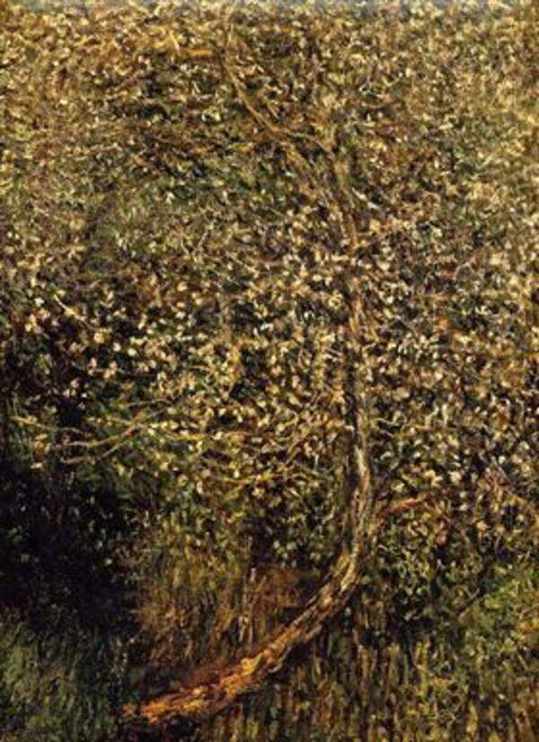 Apple Trees In Blossom By The Water 