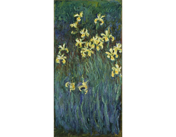 Yellow Irises 
