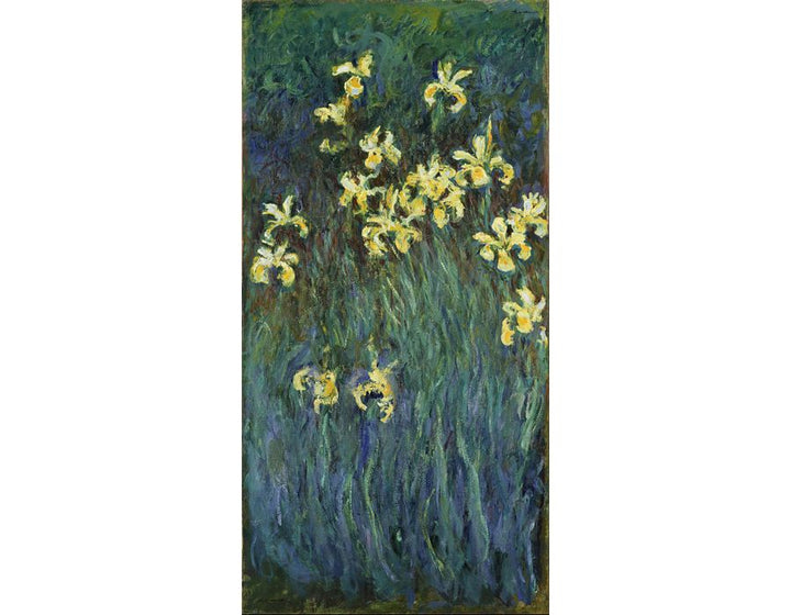 Yellow Irises 
