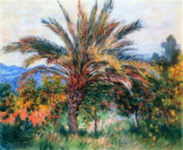 A Palm Tree At Bordighera 
