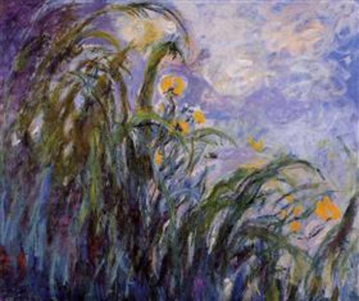 Yellow Irises3 