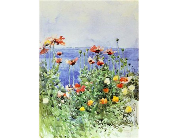 Poppies, Isles of Shoals II 