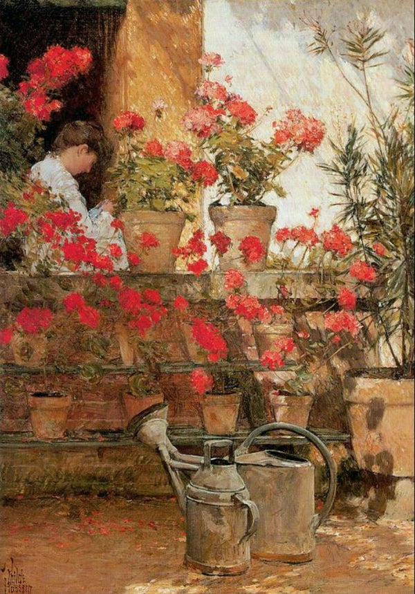 Geraniums 