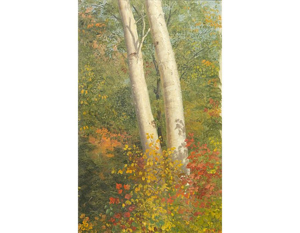 Birch Trees in Autumn 