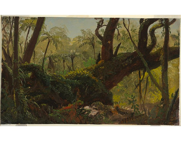 Rain Forest, Jamaica, West Indies 