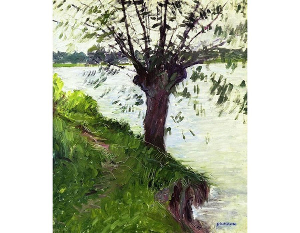 Willow On The Banks Of The Seine