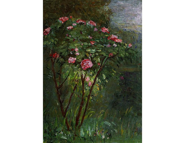 Rose Bush In Flower
