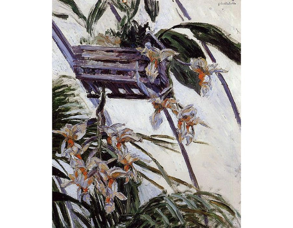Orchids 