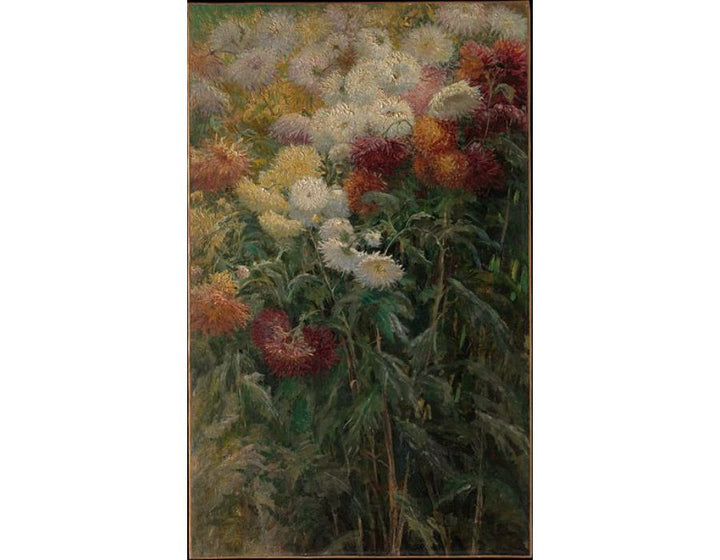 Chrysanthemums Garden At Petit Gennevilliers