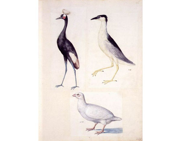 Nature studies 2
