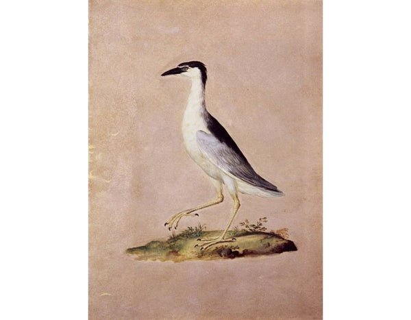 Birds 3

