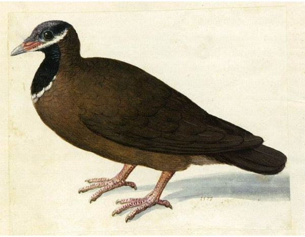 Blue-Headed Quail-Dove
