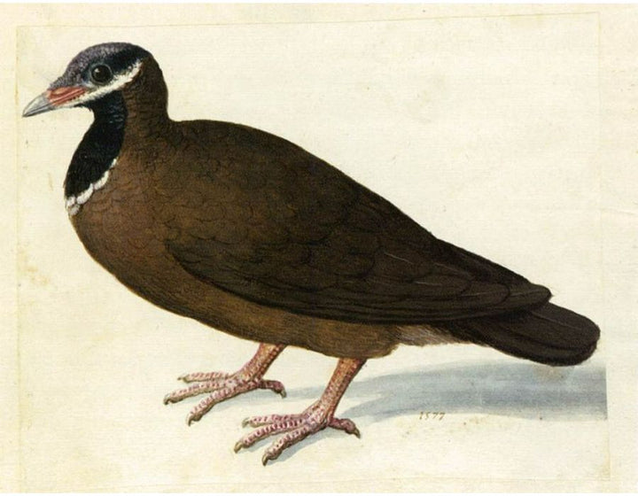Blue-Headed Quail-Dove
