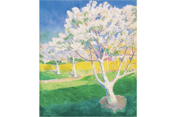 Apple Tree in Blossom