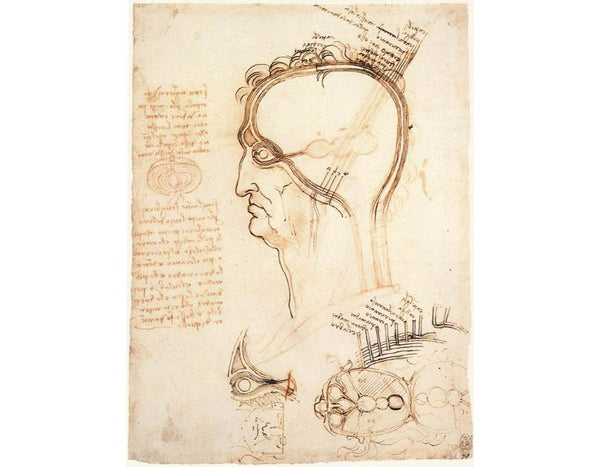 Comparison Of Scalp Skin And Onion 
