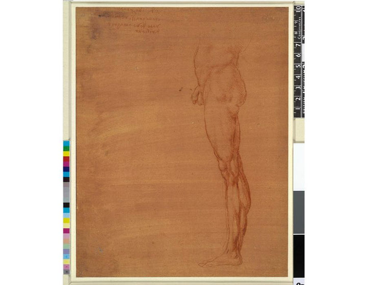 The Abdomen and Leg of a Man 