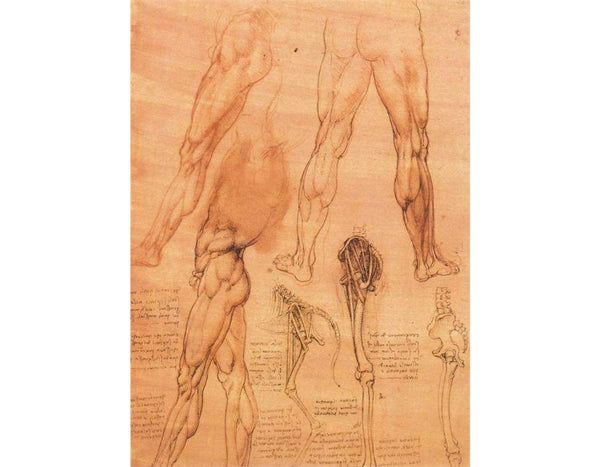 Studies of legs of man and the leg of a horse 