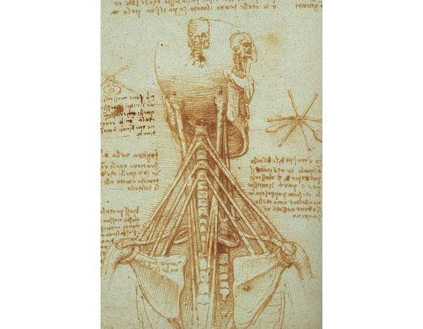 Anatomy of the Neck
