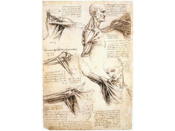 Anatomical studies of the shoulder 