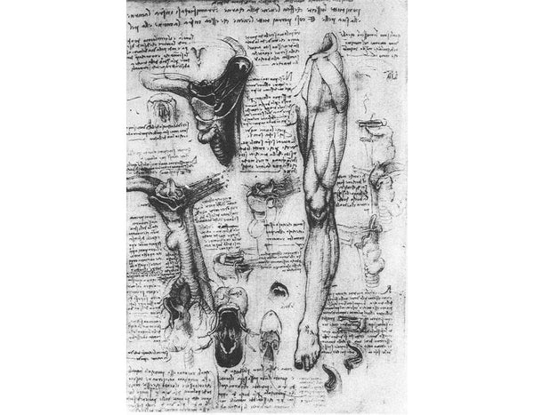 Anatomical Studies Larynx And Leg 