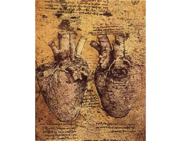 Heart And Its Blood Vessels 
