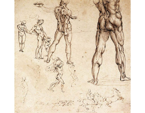 Anatomical Studies 